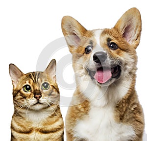 portrait of a cute cat and dog together