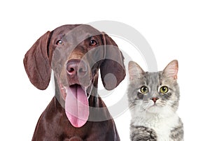 Portrait of cute cat and dog on white background