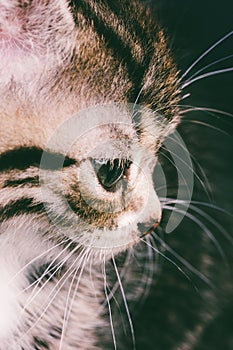 Portrait of a cute cat face closeup