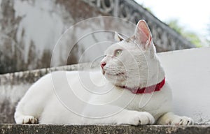 Portrait of cute cat lie down on stairway