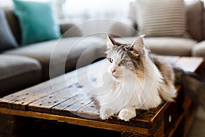 Portrait Of Cute Cat Lying On Table At Living Room