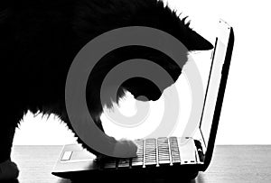 Portrait of cute cat master the technology using a netbook