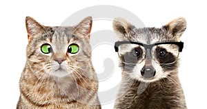 Portrait of cute cat and raccoon with eyes diseases