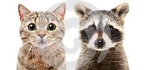 Portrait of a cute cat Scottish Straight and raccoon