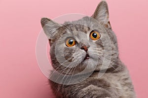 Portrait of cute cat scottish straight in studio with pink background. Copy space