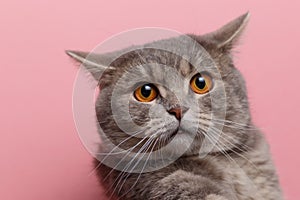Portrait of cute cat scottish straight in studio with pink background. Copy space