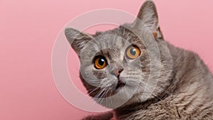 Portrait of cute cat scottish straight in studio with pink background. Copy space