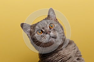 Portrait of cute cat scottish straight in studio with yellow background