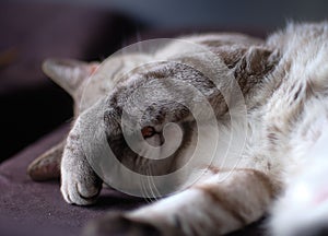 Portrait of a cute cat sleeping with a paw on its face