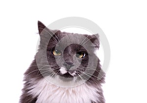 Portrait of a cute Cat with smoky color fur and white breast. Young gray cat watching the camera.