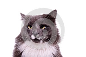 Portrait of a cute Cat with smoky color fur and white breast. Young gray cat watching the camera.