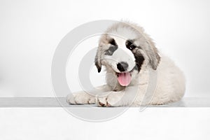 Portrait of cute Central Asian shepherd puppy isolated on white background