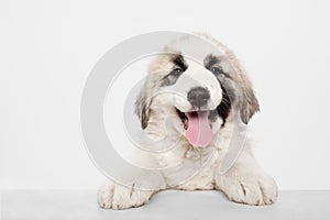 Portrait of cute Central Asian shepherd puppy isolated on white background