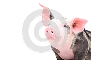 Portrait of a cute cheerful pig