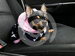 Portrait of cute chihuahua in automobile.Chihuahua dog in car