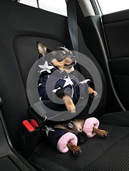Portrait of cute chihuahua in automobile.Chihuahua dog in car