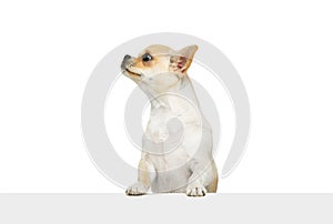 Portrait of cute chihuahua dog standing on hind legs, looking away, posing isolated over white studio background