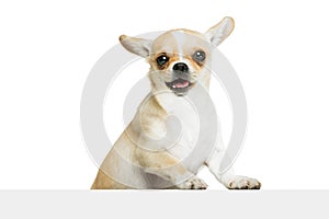 Portrait of cute chihuahua dog with tongue sticking out isolated over white studio background. Smiling