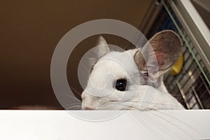 Portrait of cute chinchilla of white color in its house.