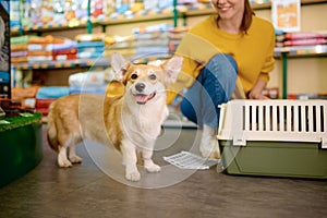 Portrait of cute corgi dog over pet shop indoor interior