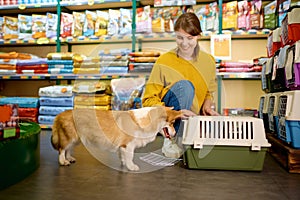 Portrait of cute corgi dog over pet shop indoor interior