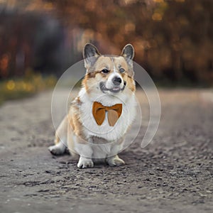 Portrait of a cute corgi dog sitting in a sunny garden and smiling