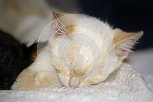 Portrait of a cute asleep kitten