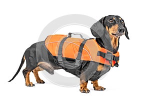 Portrait of a cute dachshund dog, black and tan, wearing orange life jacket, on white background. not isolate