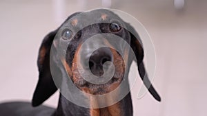 Portrait of a cute dachshund dog that looks plaintively at the camera, barks and runs away