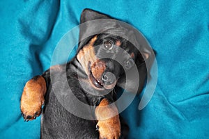 Portrait of cute dachshund puppy lying belly up. Baby is tired of playing all day and is resting, top view. Pose of