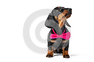 Portrait of cute dachshund puppy with pink bow tie around its neck, who obediently sits and looks up attentively, biting