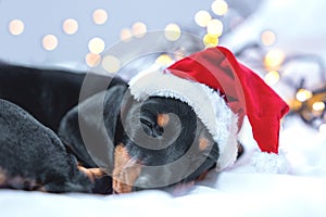Portrait of cute dachshund puppy in Santa hat sleeping on bed at home, close up, blurred background with twinkling