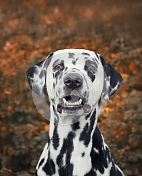 Portrait of a cute dalmatian dog -- toned and selective focus on