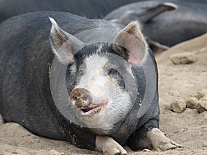 Portrait of a cute dark-haired sleepy  pig