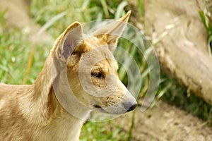 Portrait of a Cute Dingo