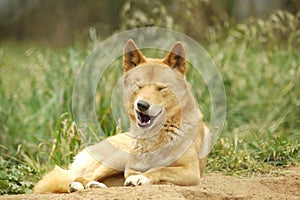 Portrait of a Cute Dingo