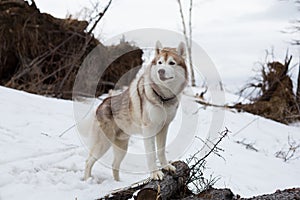 Portrait of cute dog breed Siberian Husky standing in the forest