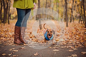 Portrait cute dog dachshund breed, black and tan, dressed in a raincoat, cool autumn weather for a walk in the park.