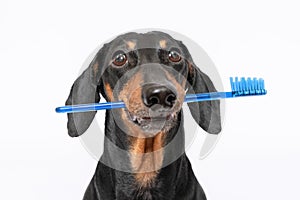 Portrait of a cute dog of the Dachshund breed, holds a blue toothbrush in his teeth, smiles on white background. not isolate