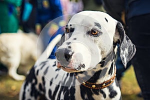 Portrait of a cute dog Dalmatian closeup on a walk