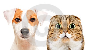 Portrait of cute dog Jack Russell Terrier and cat Scottish Fold