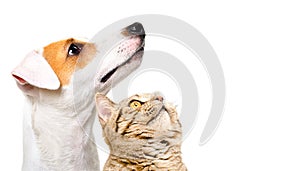 Portrait of cute dog Jack Russell Terrier and cat Scottish Straight, side view