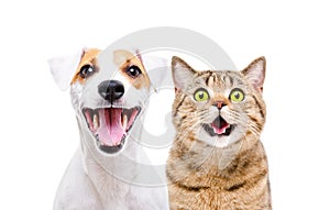 Portrait of cute dog Jack Russell Terrier and cheerful cat Scottish Straight