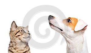 Portrait of cute dog Jack Russell Terrier and kitten Scottish Straight