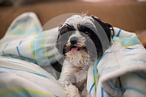 Portrait of cute dog laying between blankets