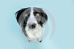 Portrait cute dog looking up. Isolated on blue pastel background. High angle view