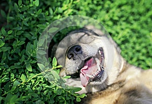 Portrait of cute dog lying on green grass in spring Sunny meadow funny sticking out his tongue and rolling his eyes