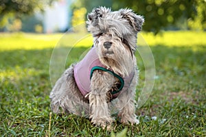 Portrait of a cute dog miniature Schnauzer, sits on the grass in the park.  puppy  training and obedience