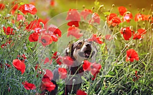 Portrait of a cute dog peeking out of scarlet flowers poppies on a summer meadow in the rays of the warm sun