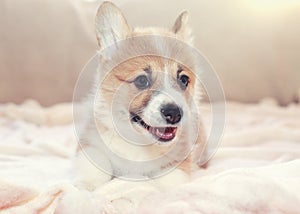 Portrait of a cute dog puppy red Corgi lies on a white fluffy blanket and smiles cheerfully